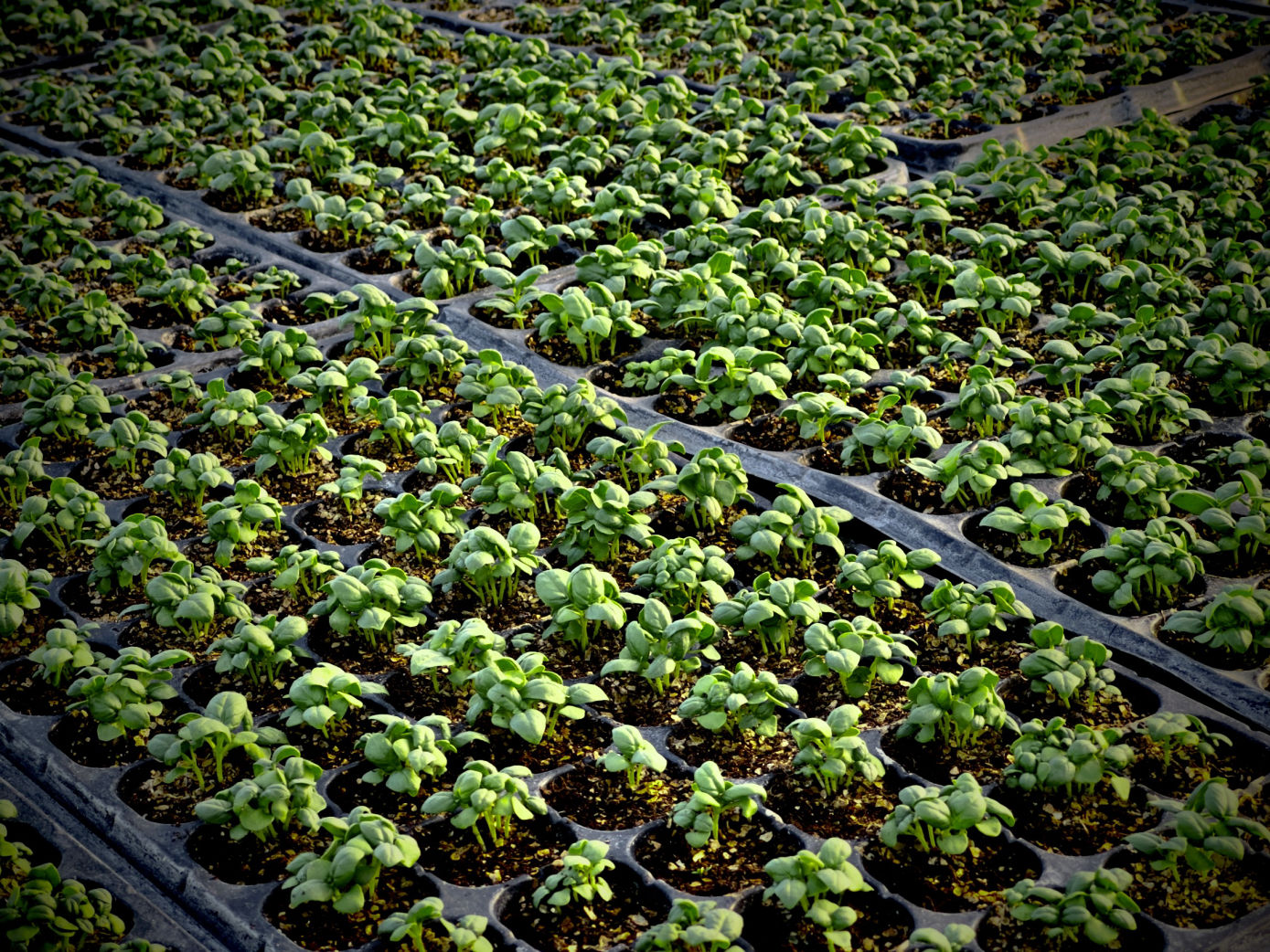 semilleros de acelgas puestos en fila