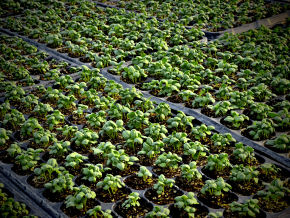 semilleros con plántulas alineadas con muchas