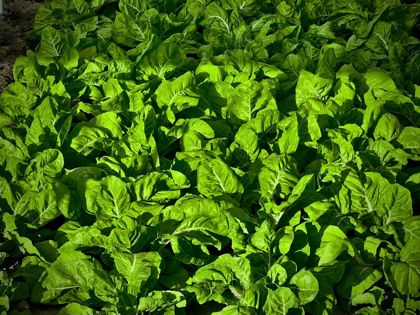 la foto abarca todo un cultivo de acelgas solo se ven acelgas con su verdor dando el sol