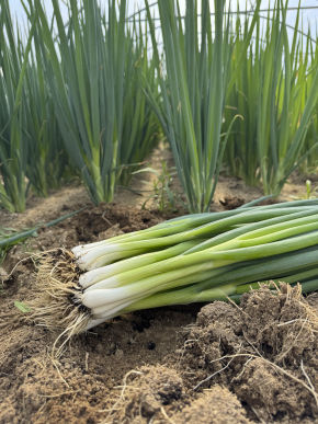 cebolletas plantadas y de primer plano un manojo arrancado donde se aprecian las raices