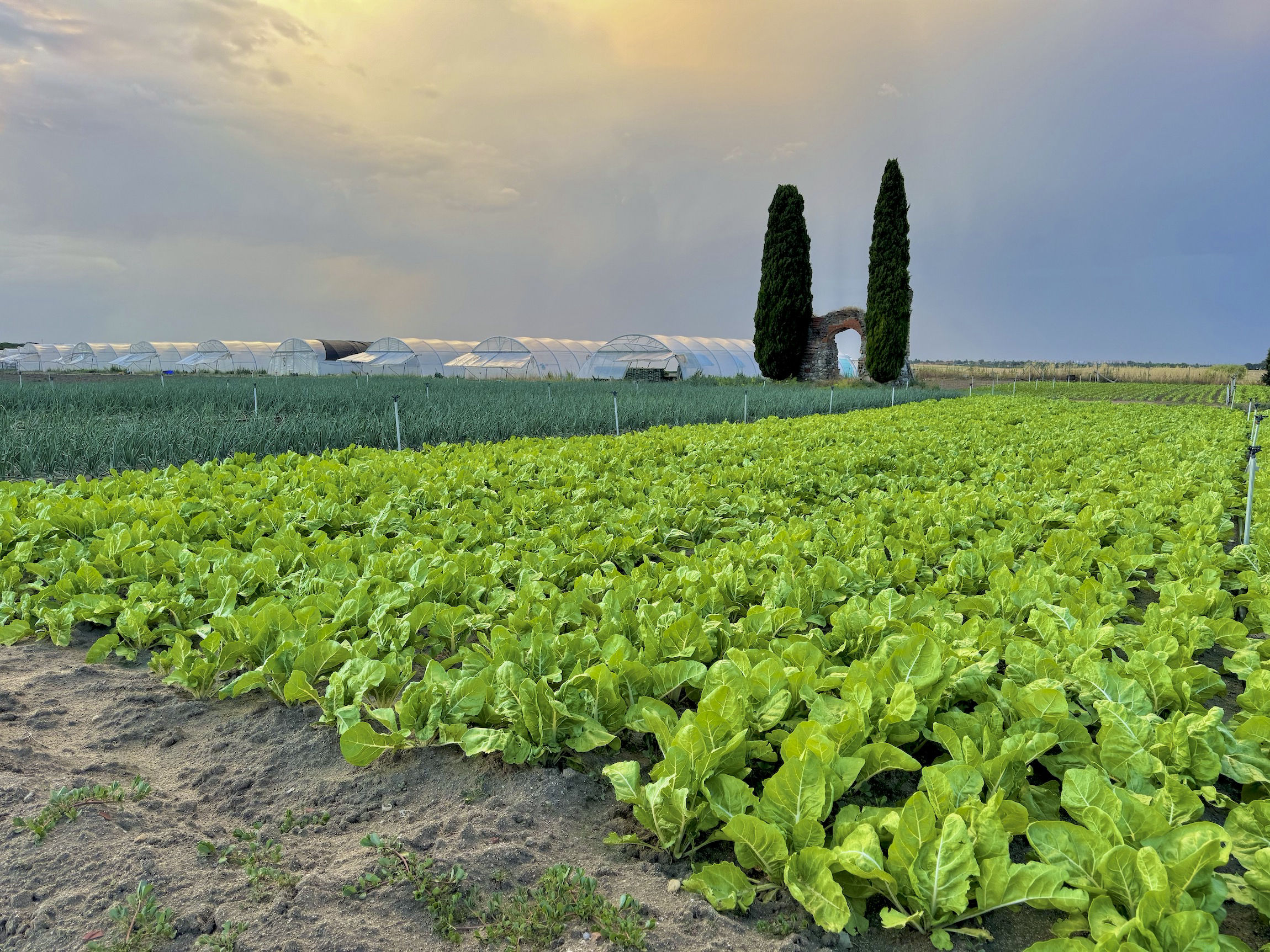 paisaje delcampo de cultivo de acelgas con vistas al torreón donde se muestra todo el entorno de la huerta
