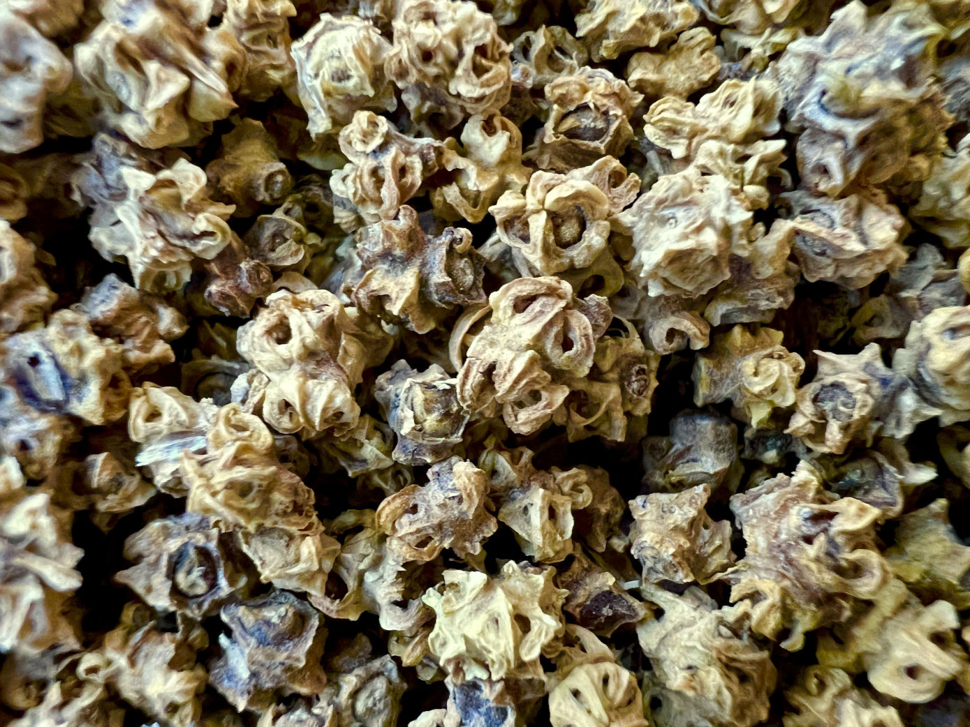 detalle de semillas de acelgas en primer plano