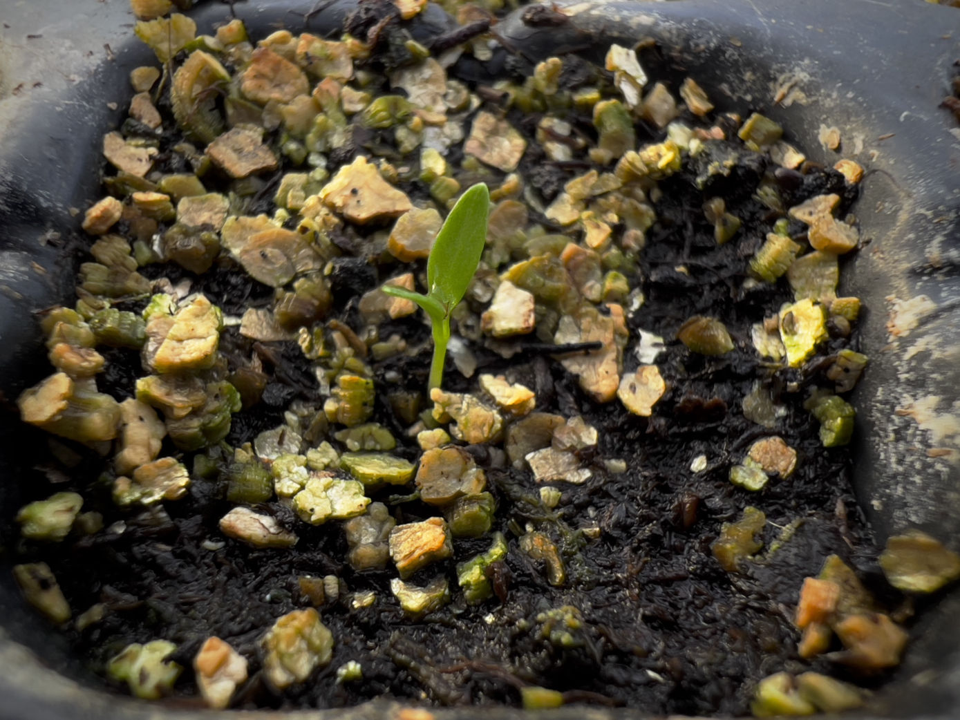 un semillero viéndose el nacimiento de una semilla diminuta